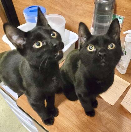 Enlarge Mojito (bonded with Manhattan), a Adoptable Domestic Short Hair in Toronto, ON image 4/6