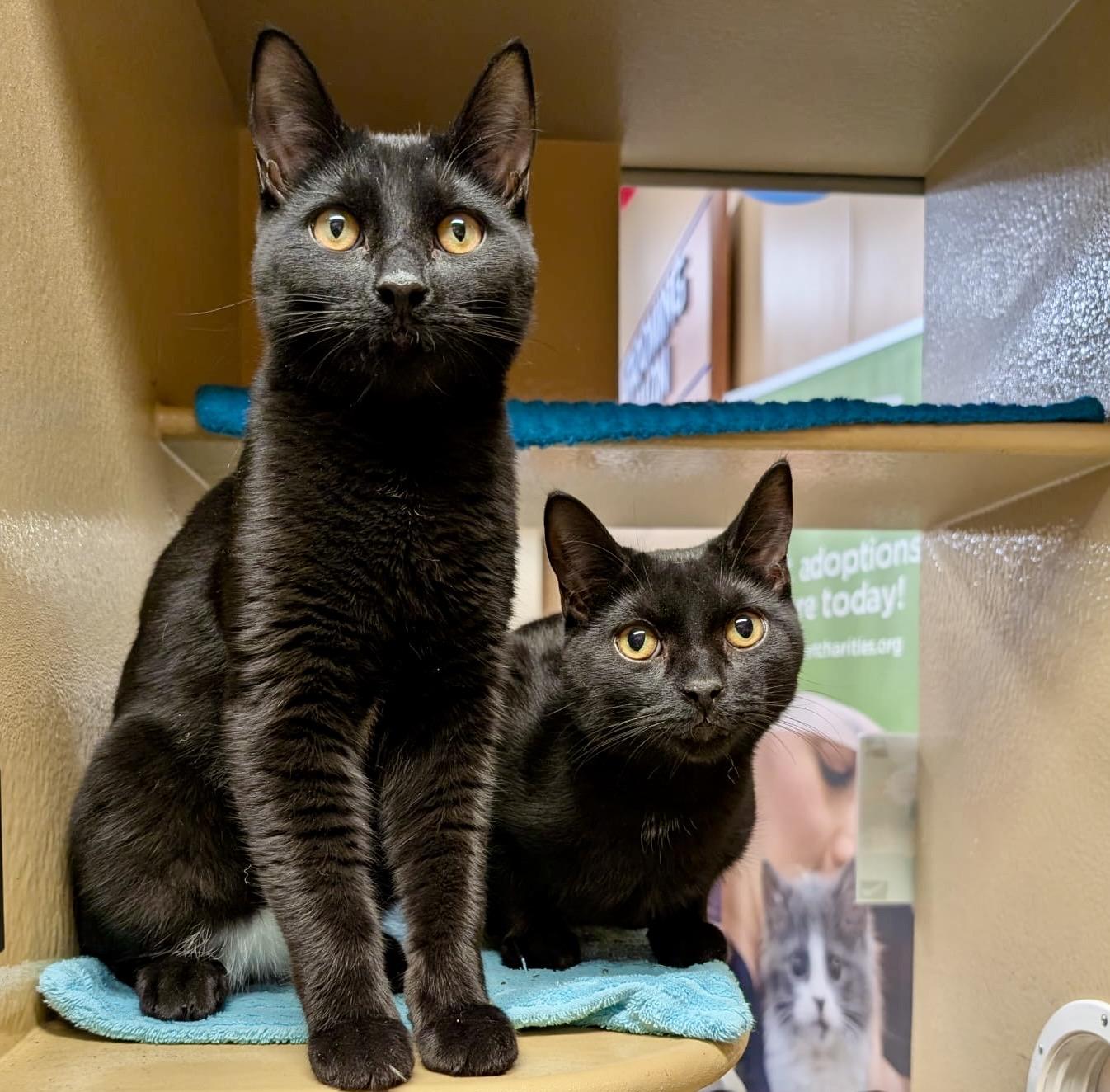 Enlarge Mojito (bonded with Manhattan), a Adoptable Domestic Short Hair in Toronto, ON image 1/6