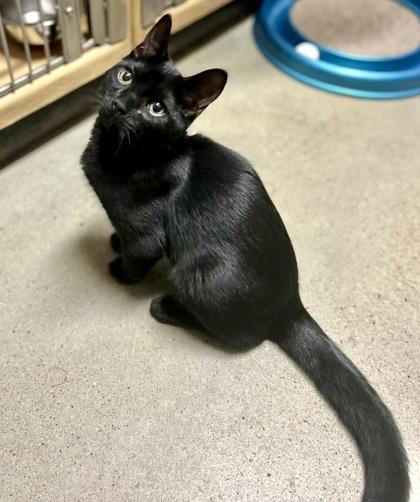 Enlarge Mojito (bonded with Manhattan), a Adoptable Domestic Short Hair in Toronto, ON image 5/6