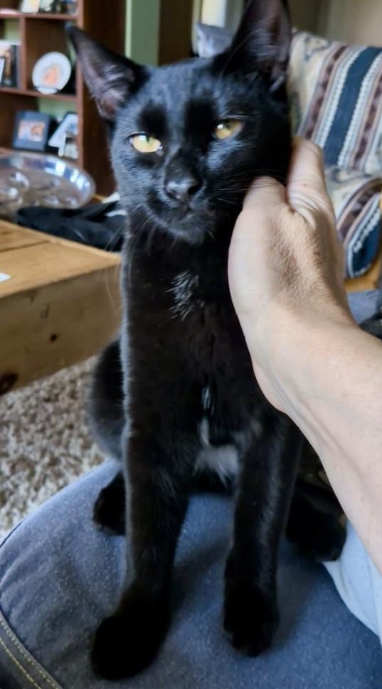 Enlarge Mojito (bonded with Manhattan), a Adoptable Domestic Short Hair in Toronto, ON image 6/6