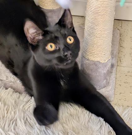Mojito (bonded with Manhattan), Adoptable, Kitten Male Domestic Short Hair.