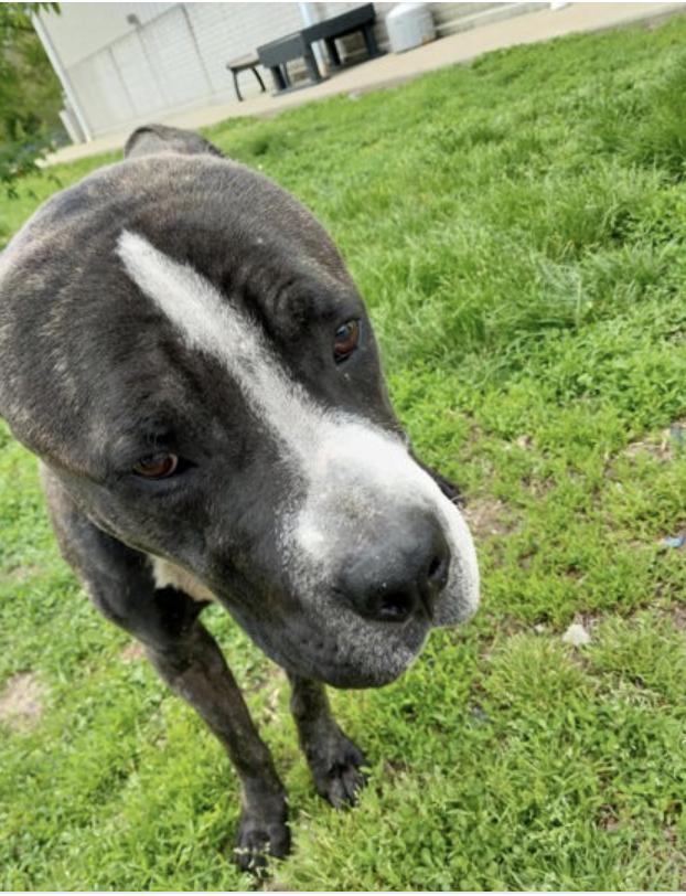 Atlas, ADOPTABLE, Adult Male Mixed Breed.
