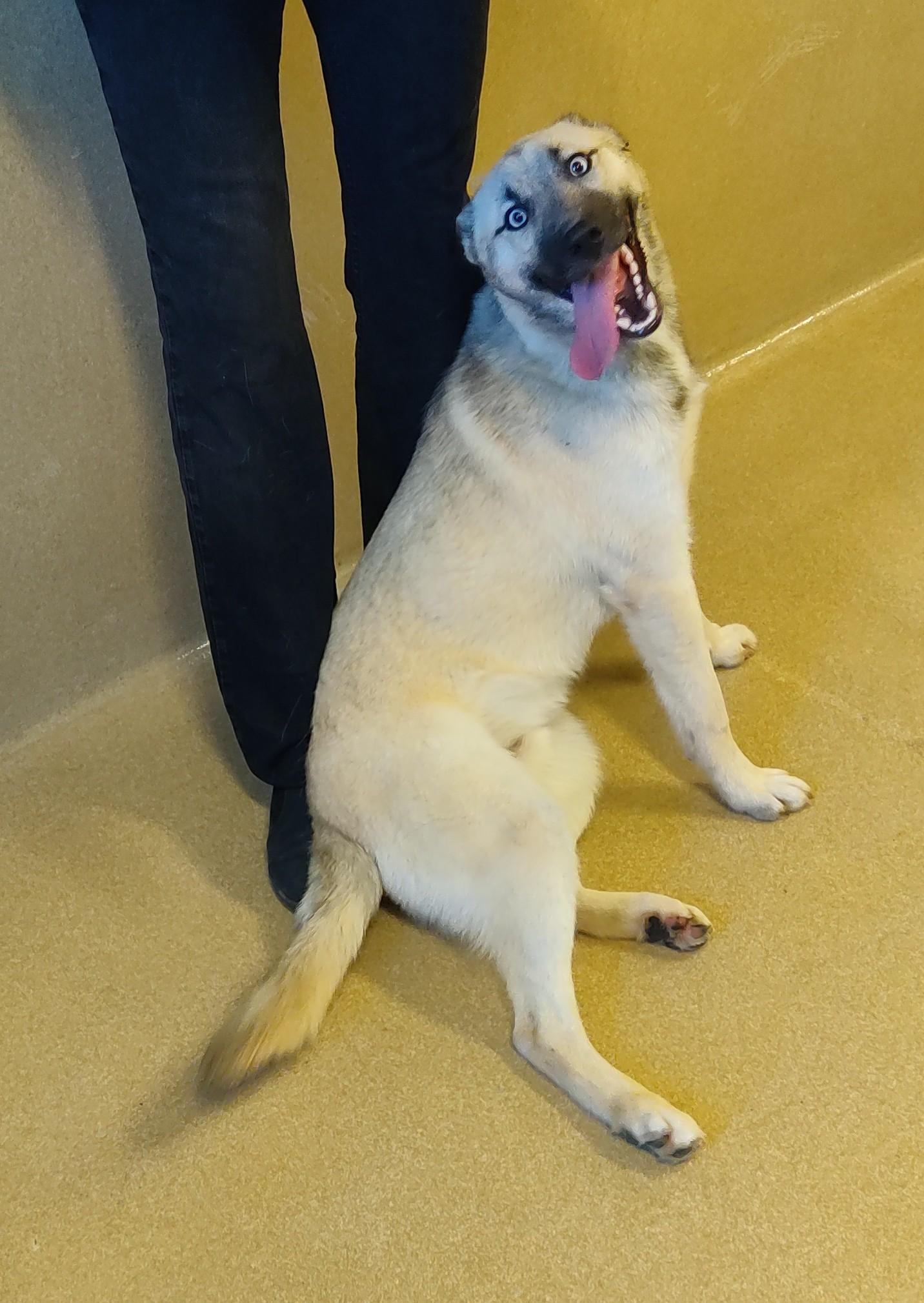 Enlarge 26-0024 "Aegon", a ADOPTABLE mixed breed in Leavenworth, KS image 4/4