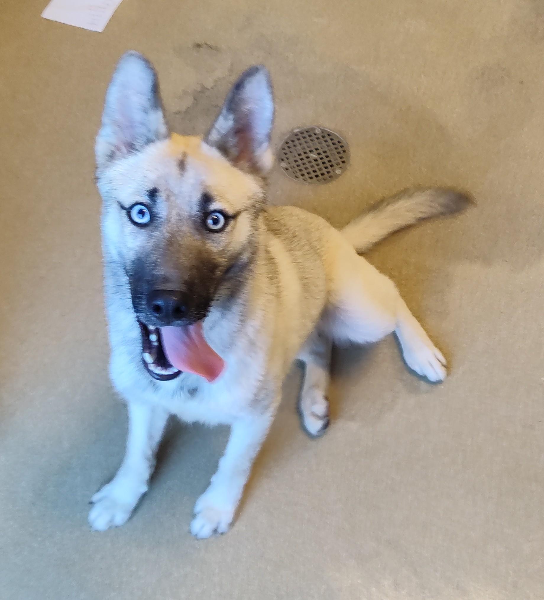 Enlarge 26-0024 "Aegon", a ADOPTABLE mixed breed in Leavenworth, KS image 3/4