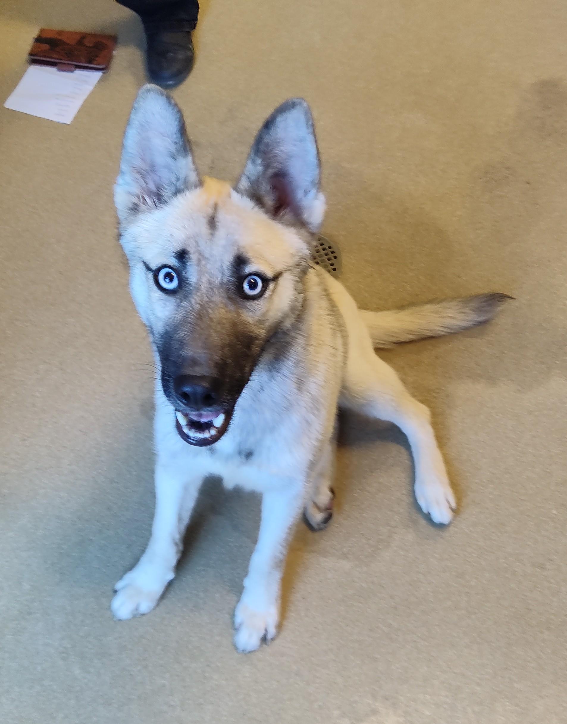 Enlarge 26-0024 "Aegon", a ADOPTABLE mixed breed in Leavenworth, KS image 1/4