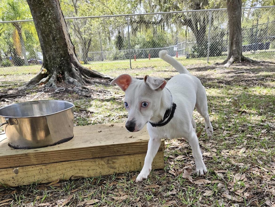 Enlarge Ghost, a ADOPTABLE mixed breed in Ruskin, FL image 2/3