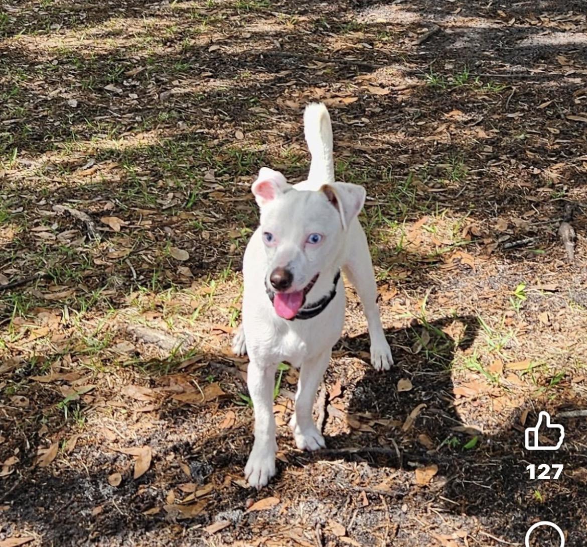 Ghost, ADOPTABLE, Young Male Chihuahua.