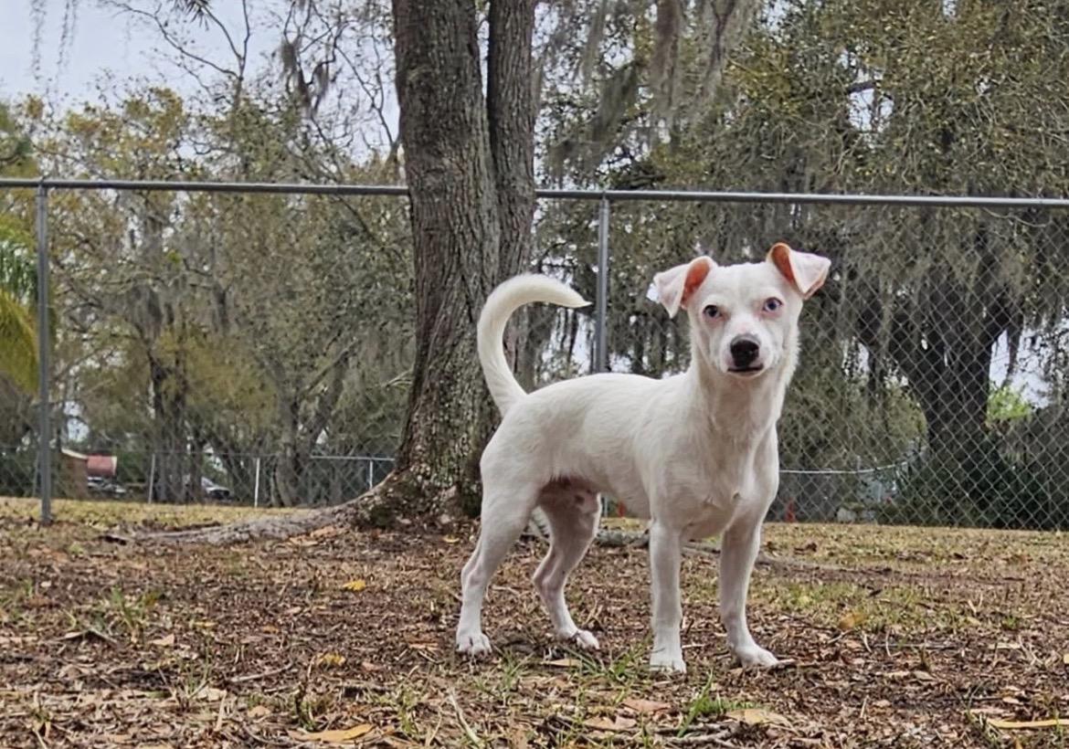Enlarge Ghost, a ADOPTABLE mixed breed in Ruskin, FL image 3/3