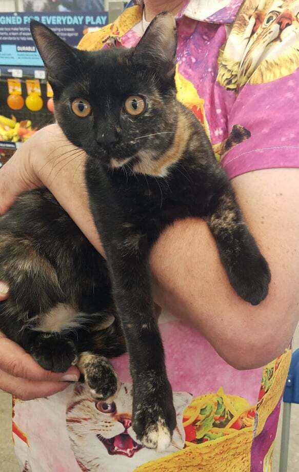 Chocolate Truffle, a Adoptable mixed breed in Los Angeles, CA image 1/10