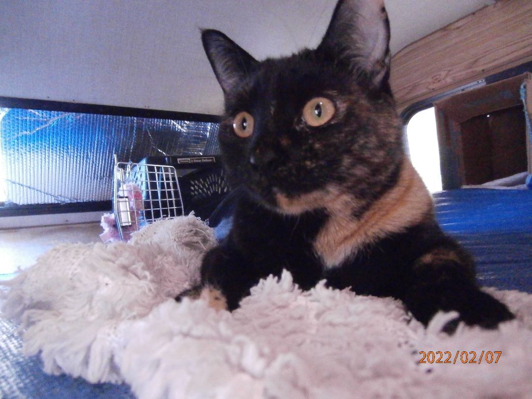 Chocolate Truffle, a Adoptable mixed breed in Los Angeles, CA image 2/10