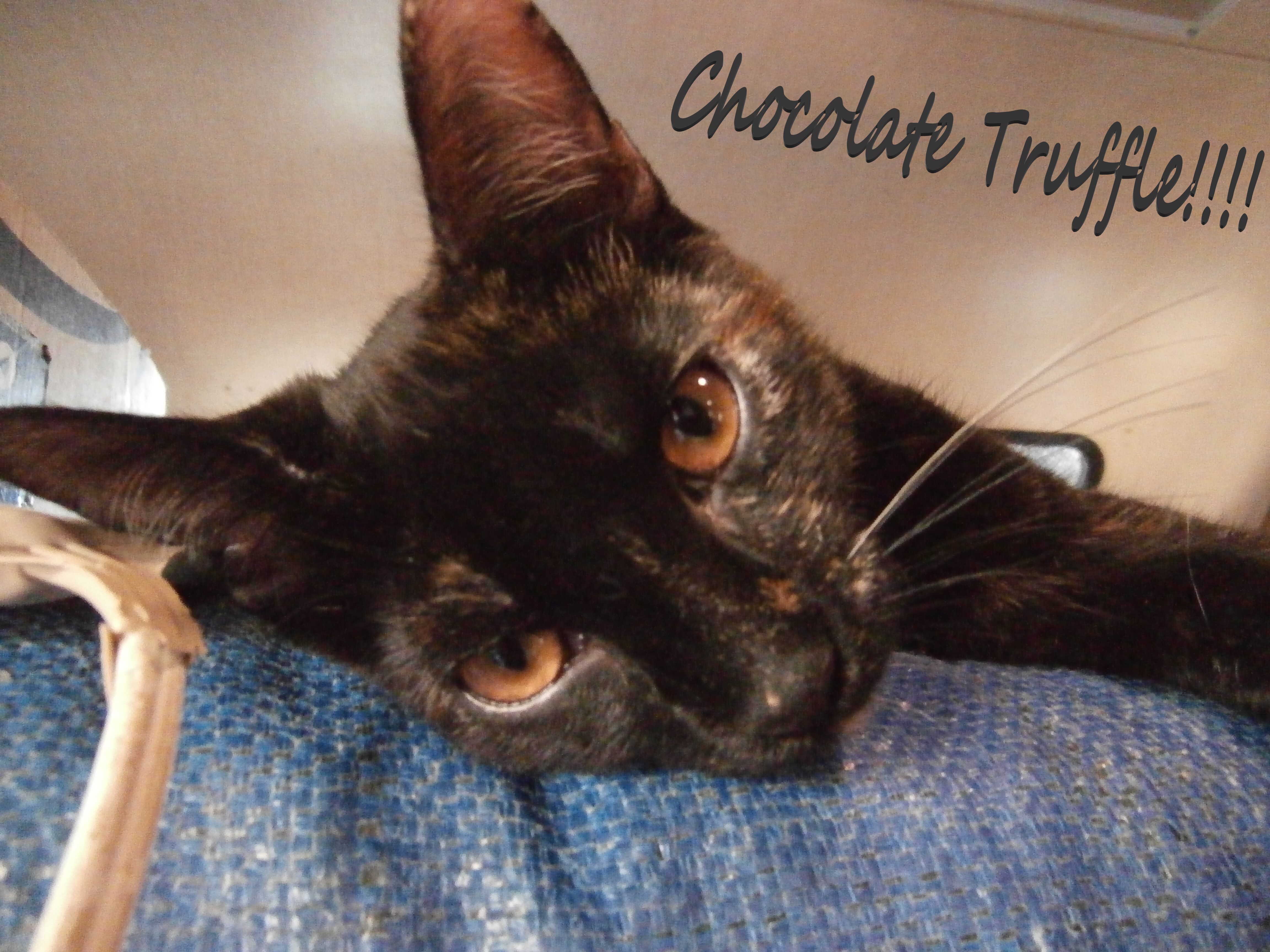 Chocolate Truffle, a Adoptable mixed breed in Los Angeles, CA image 3/10