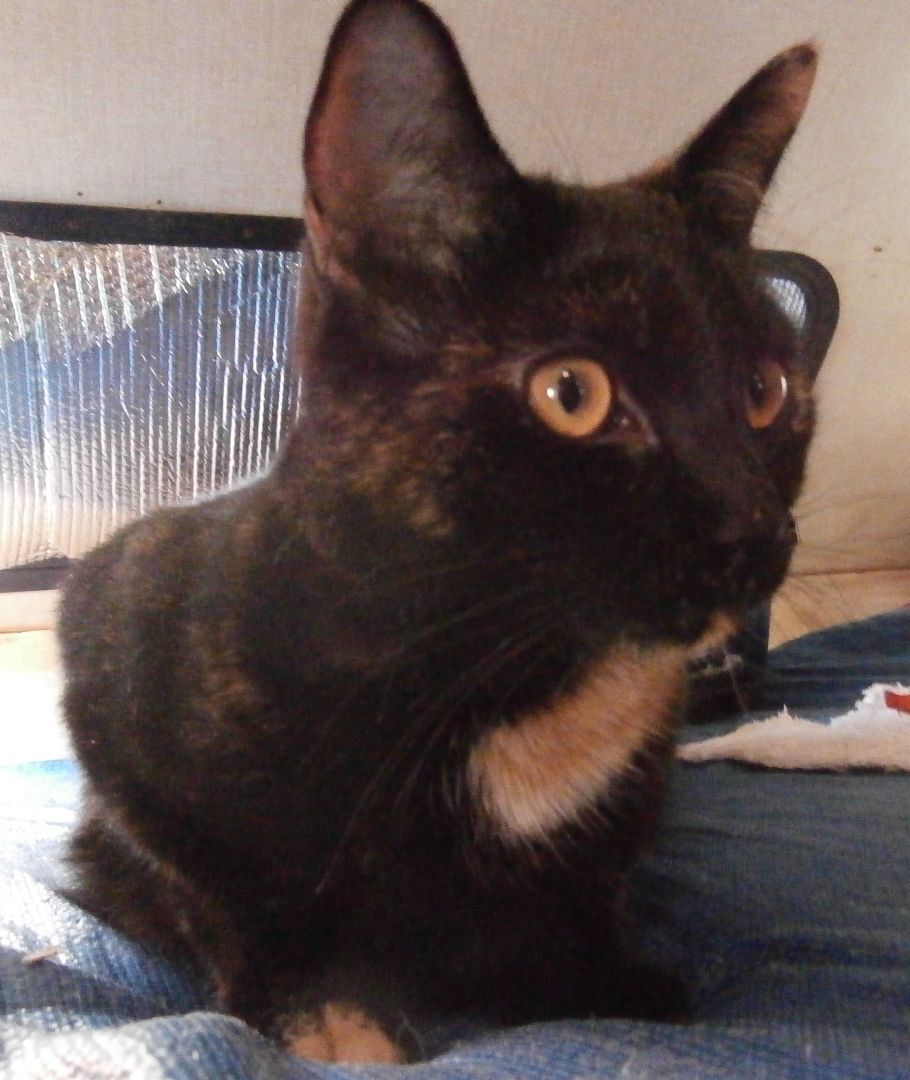 Chocolate Truffle, a Adoptable mixed breed in Los Angeles, CA image 4/10