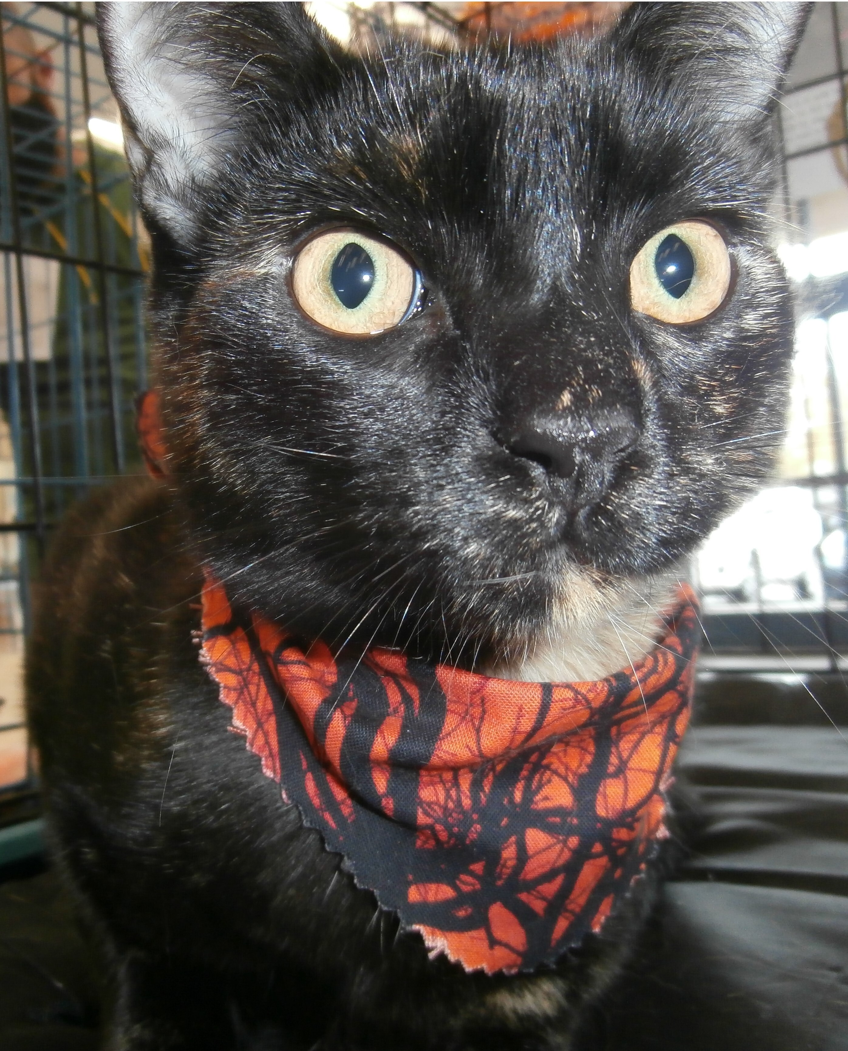 Chocolate Truffle, a Adoptable mixed breed in Los Angeles, CA image 5/10