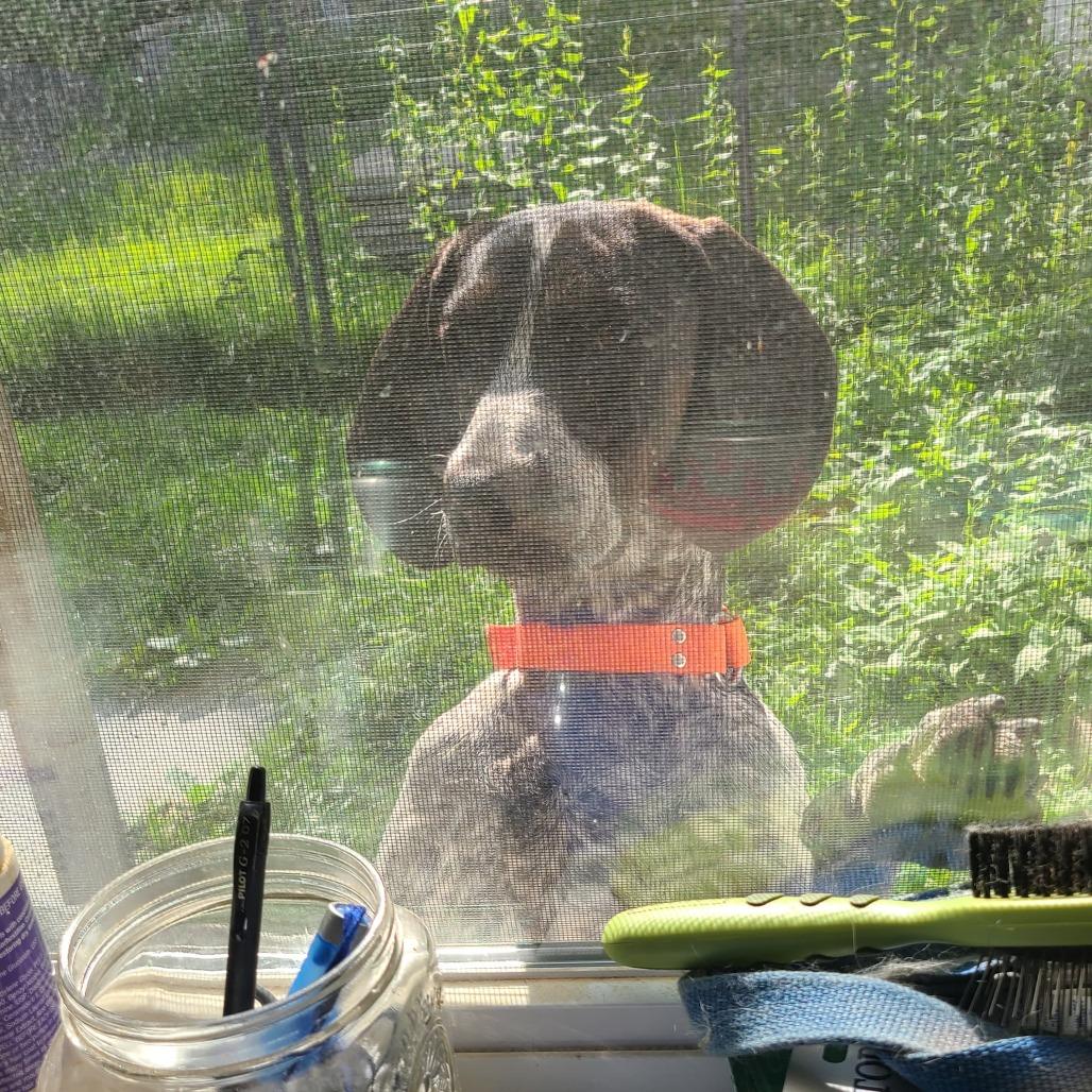 Cletus, Adoptable, Young Male Bluetick Coonhound.
