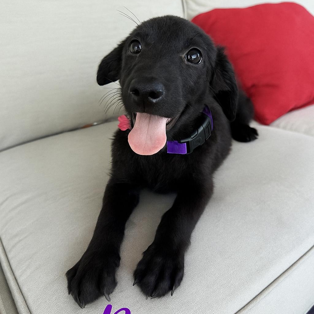 Briar “The Blooms Litter”