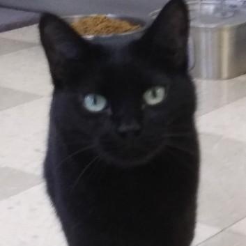 Onyx, a Adoptable mixed breed in Libby, MT image 1/8