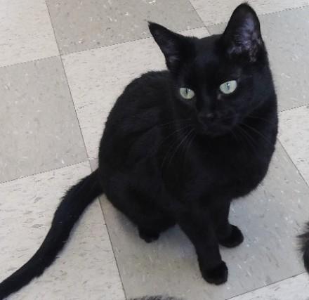 Onyx, a Adoptable mixed breed in Libby, MT image 2/8