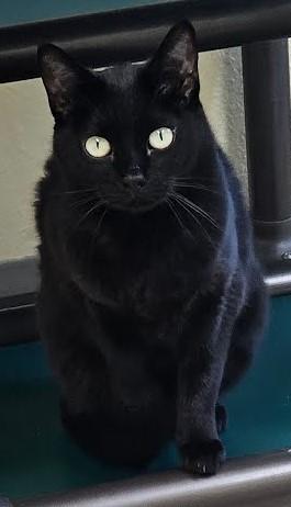 Onyx, a Adoptable mixed breed in Libby, MT image 4/8