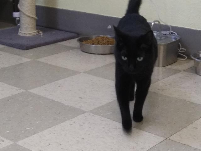 Enlarge Onyx, a Adoptable mixed breed in Libby, MT image 7/8