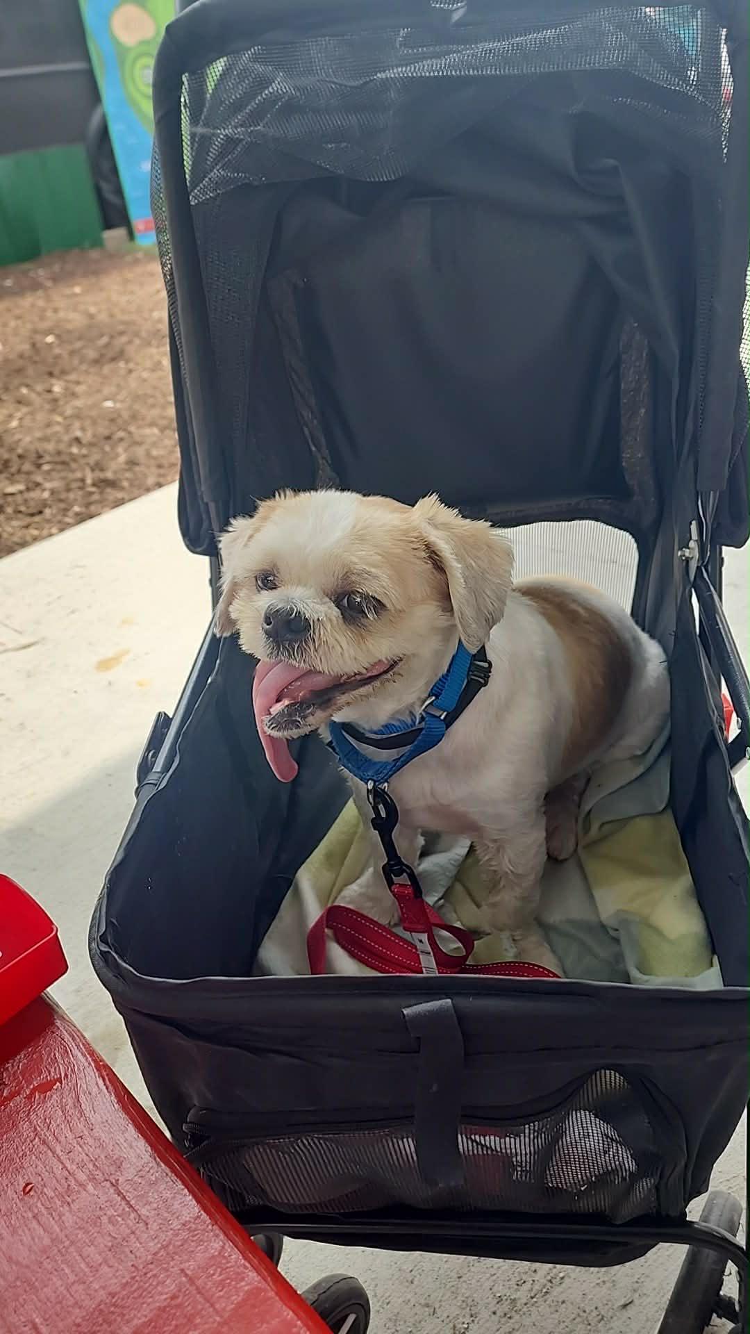 Enlarge Wade pool, a Adoptable Shih Tzu in Manchester, NH image 4/6