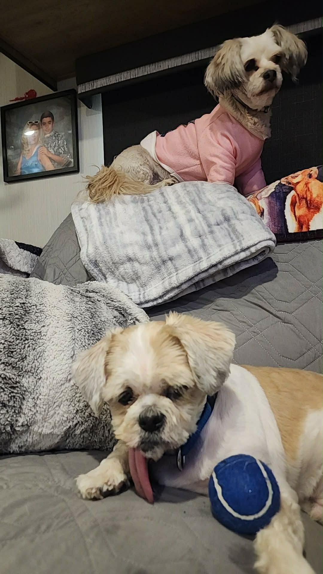 Enlarge Wade pool, a Adoptable Shih Tzu in Manchester, NH image 5/6