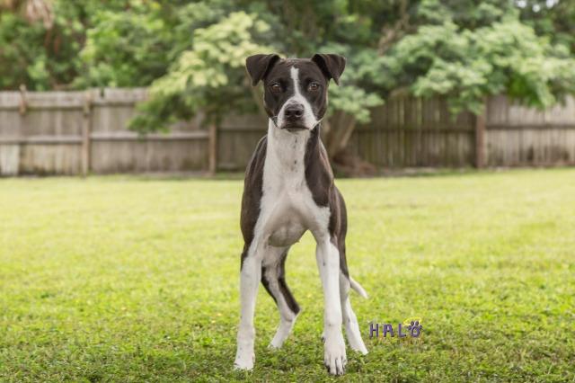 Enlarge Pepper, a Adoptable mixed breed in Sebastian, FL image 1/6
