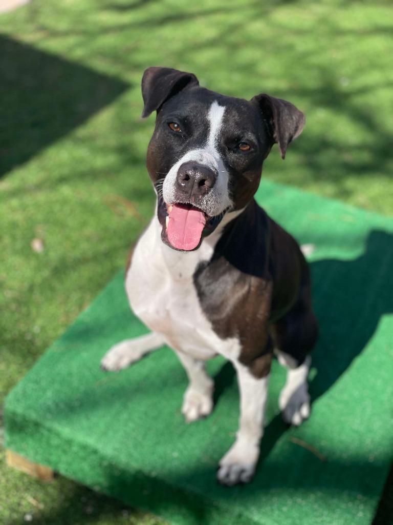 Enlarge Pepper, a Adoptable mixed breed in Sebastian, FL image 2/6