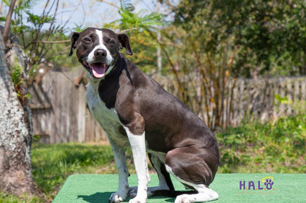 Enlarge Pepper, a Adoptable mixed breed in Sebastian, FL image 4/6