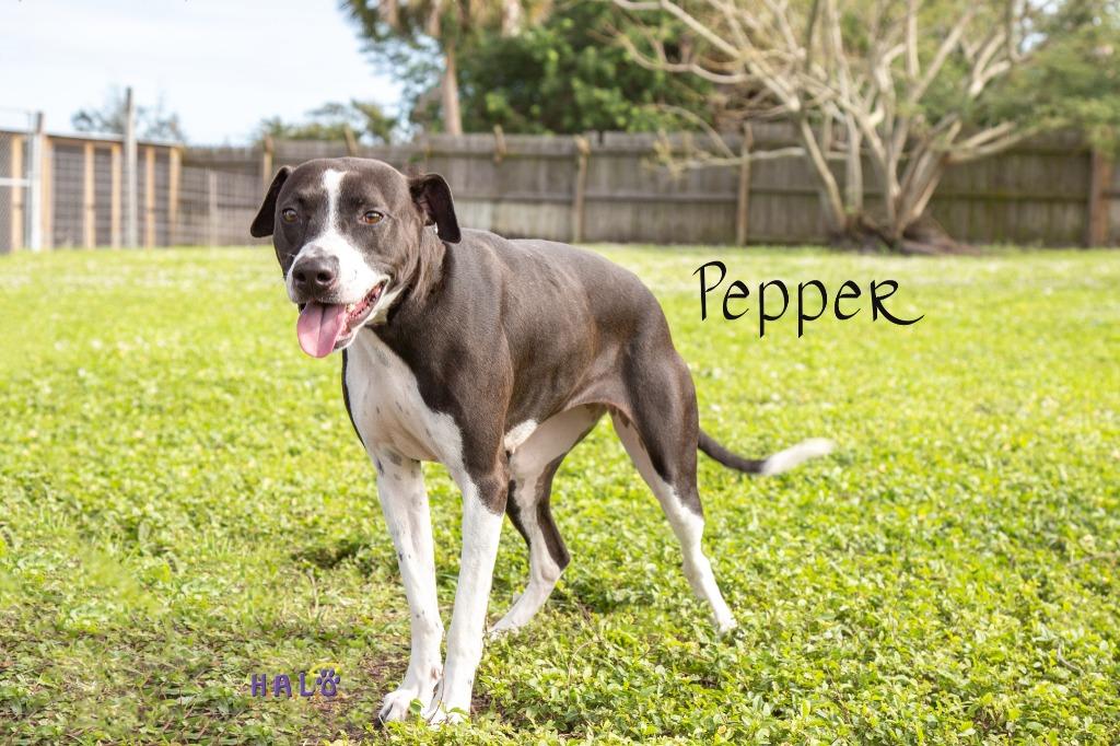 Enlarge Pepper, a Adoptable mixed breed in Sebastian, FL image 5/6