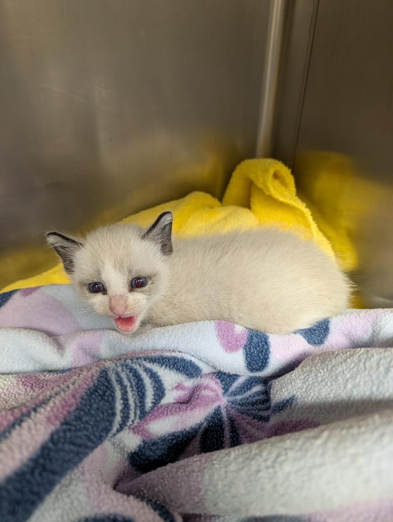 Ice Pop, Adoptable, Kitten Male Domestic Short Hair.