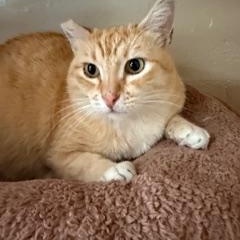 Enlarge Mama, a ADOPTABLE mixed breed in Spring Valley, CA image 1/1