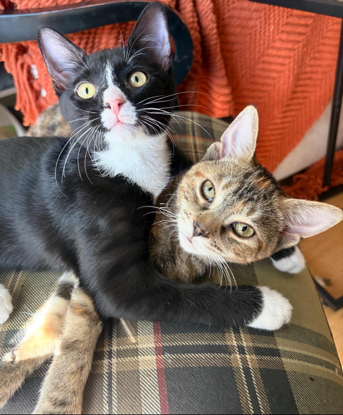 Lola & Gemma ( sweet loving kittens), Adoptable, Kitten Female American Shorthair.