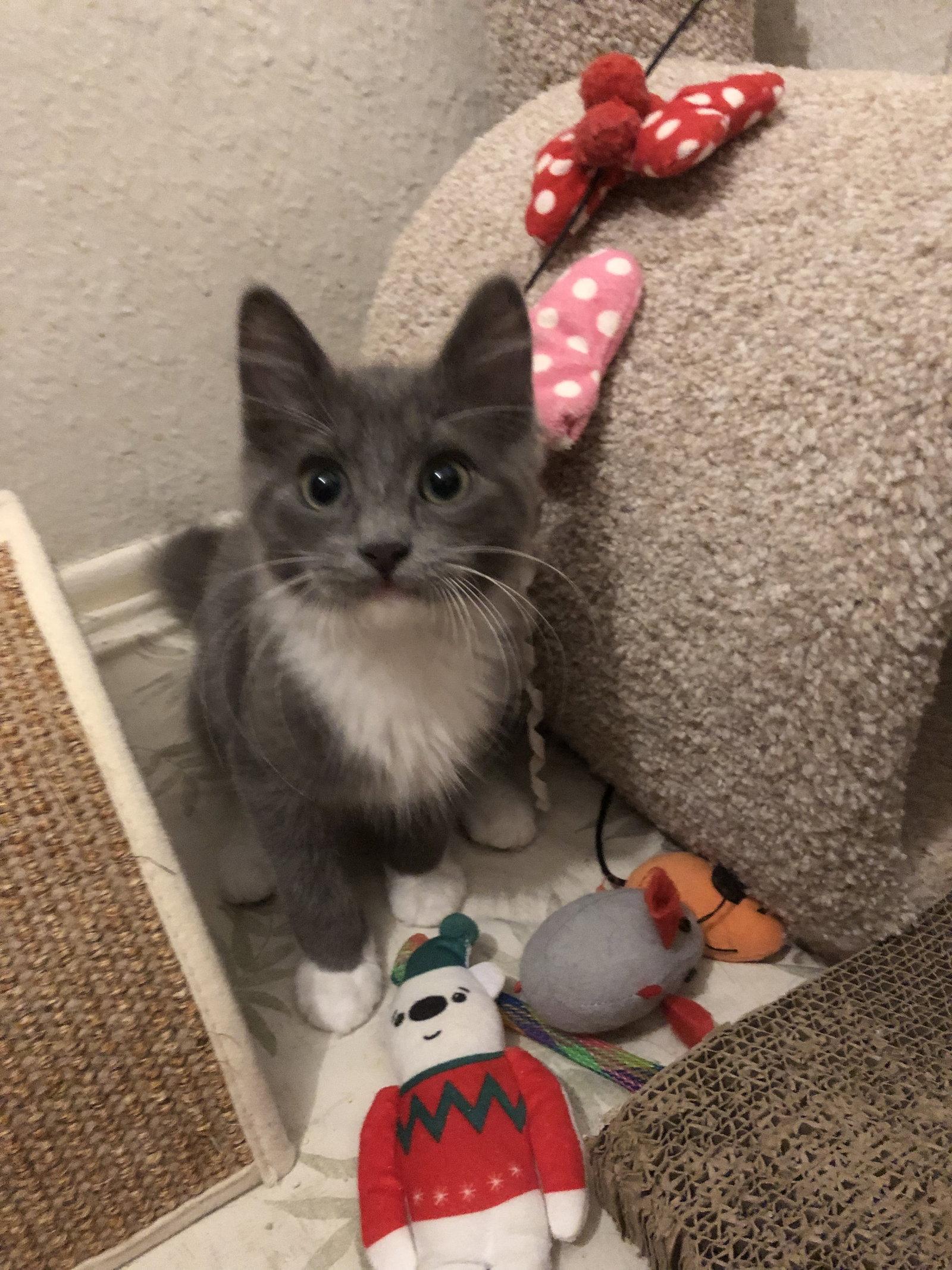 Bobby Brady, a Adopted Domestic Short Hair in Mission Viejo, CA image 1/3