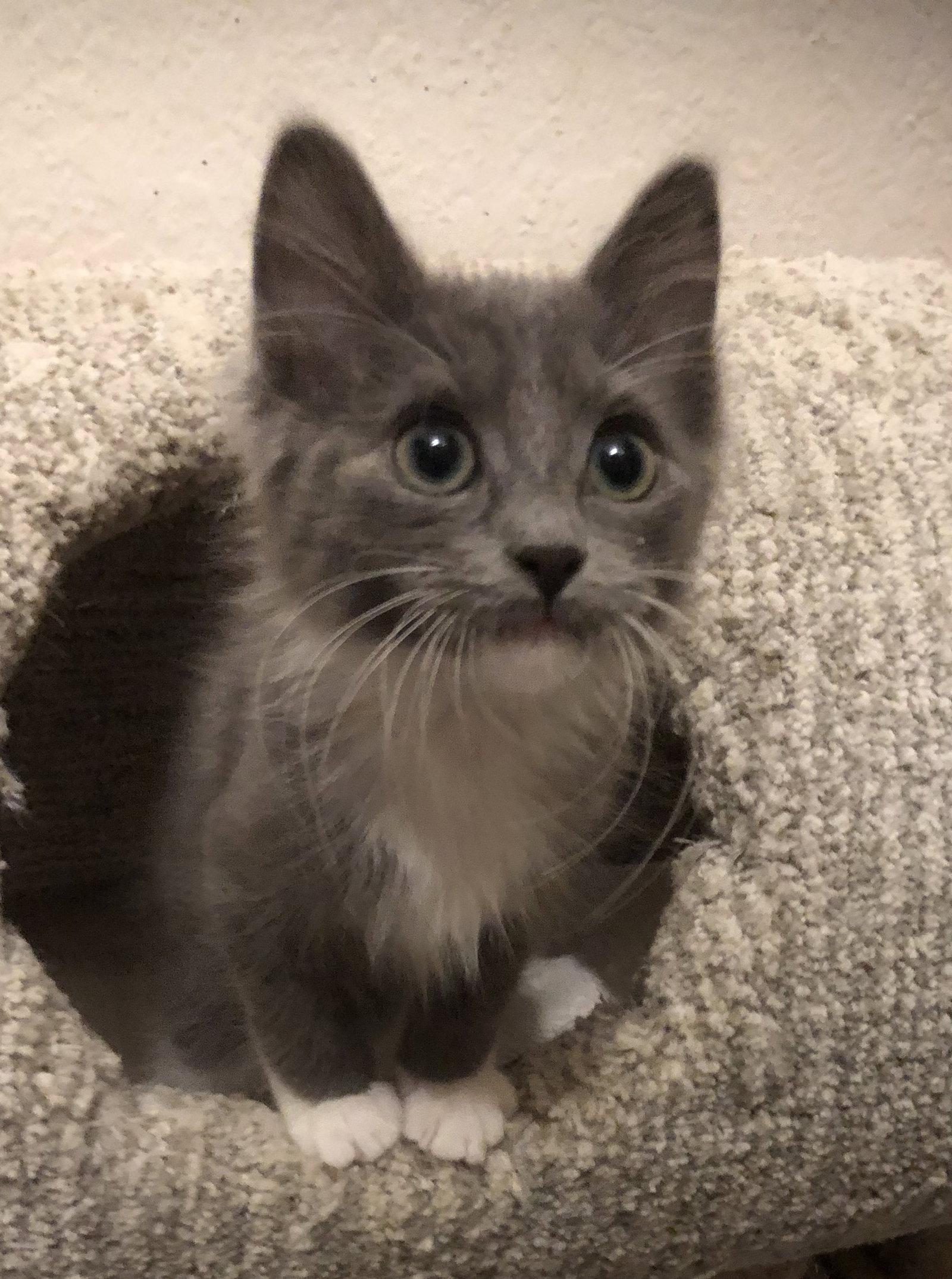 Bobby Brady, a Adopted Domestic Short Hair in Mission Viejo, CA image 2/3