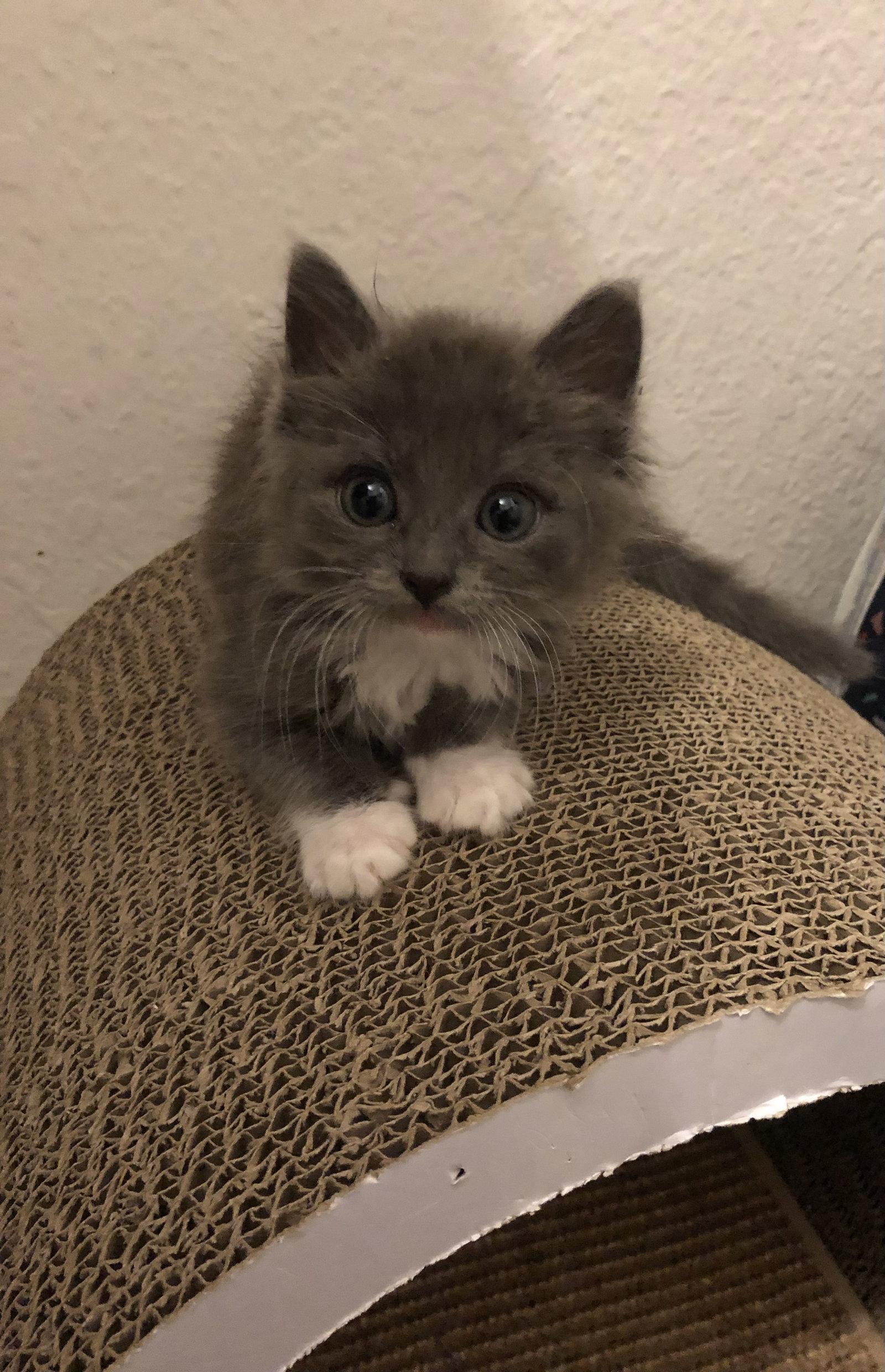 Bobby Brady, a Adopted Domestic Short Hair in Mission Viejo, CA image 3/3