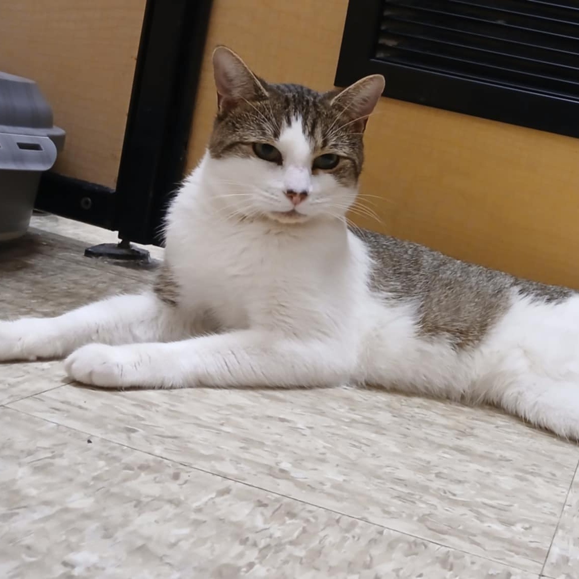 Enlarge Scooter, a Adoptable Domestic Short Hair in Kenhorst, PA image 1/3