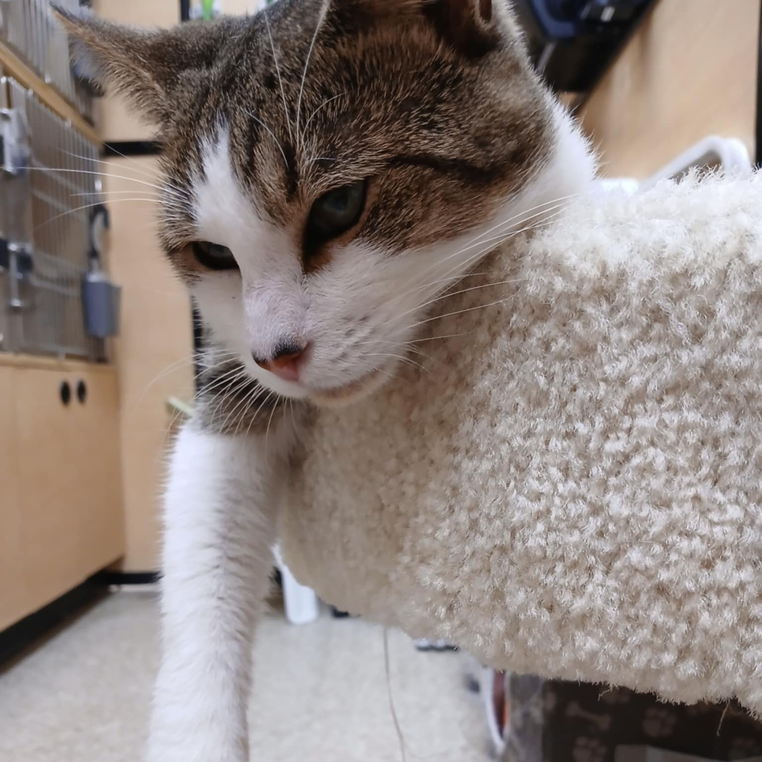 Enlarge Scooter, a Adoptable Domestic Short Hair in Kenhorst, PA image 3/3