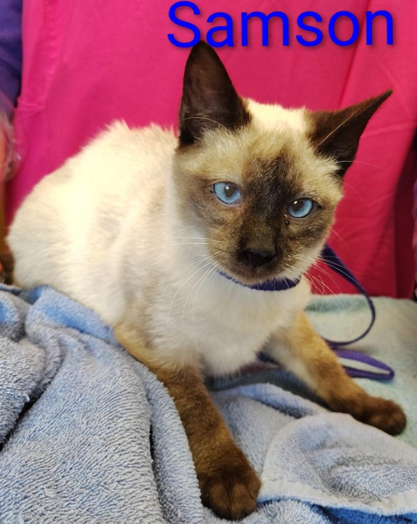 Samson, Adopted, Young Male Siamese.