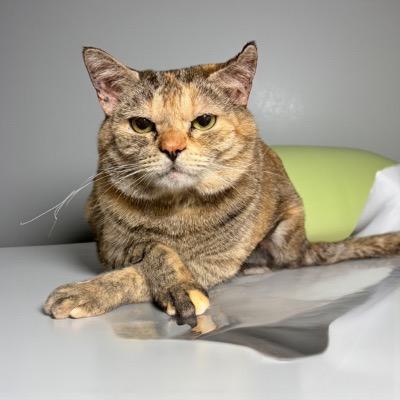 Enlarge Mia, a ADOPTABLE Tortoiseshell in Cincinnati, OH image 2/2