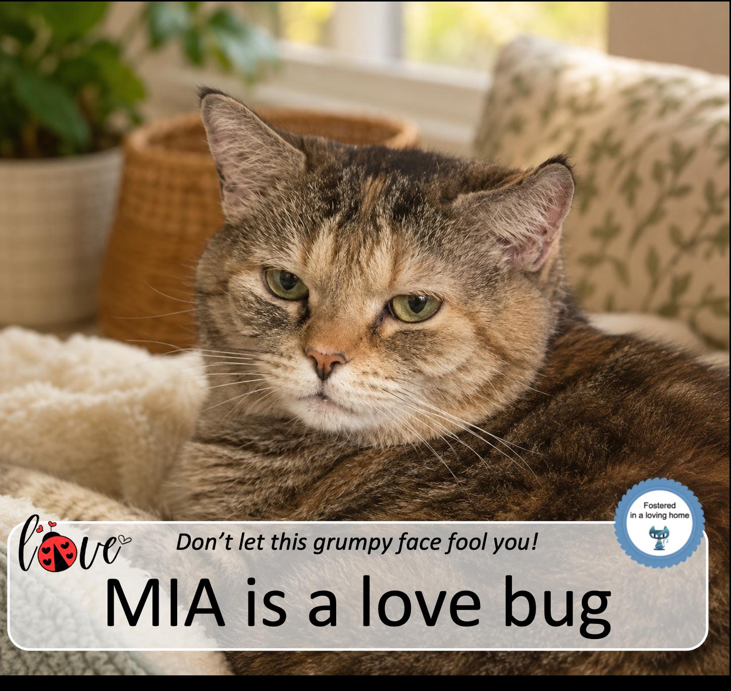 Mia, ADOPTABLE, Adult Female Tortoiseshell.