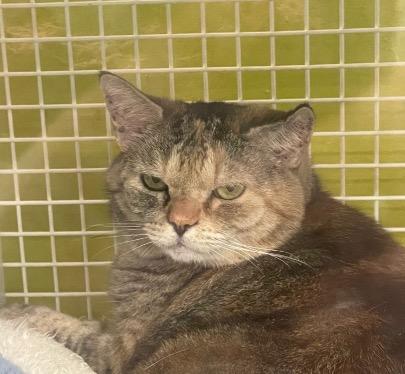 Enlarge Mia, a ADOPTABLE Tortoiseshell in Cincinnati, OH image 2/2