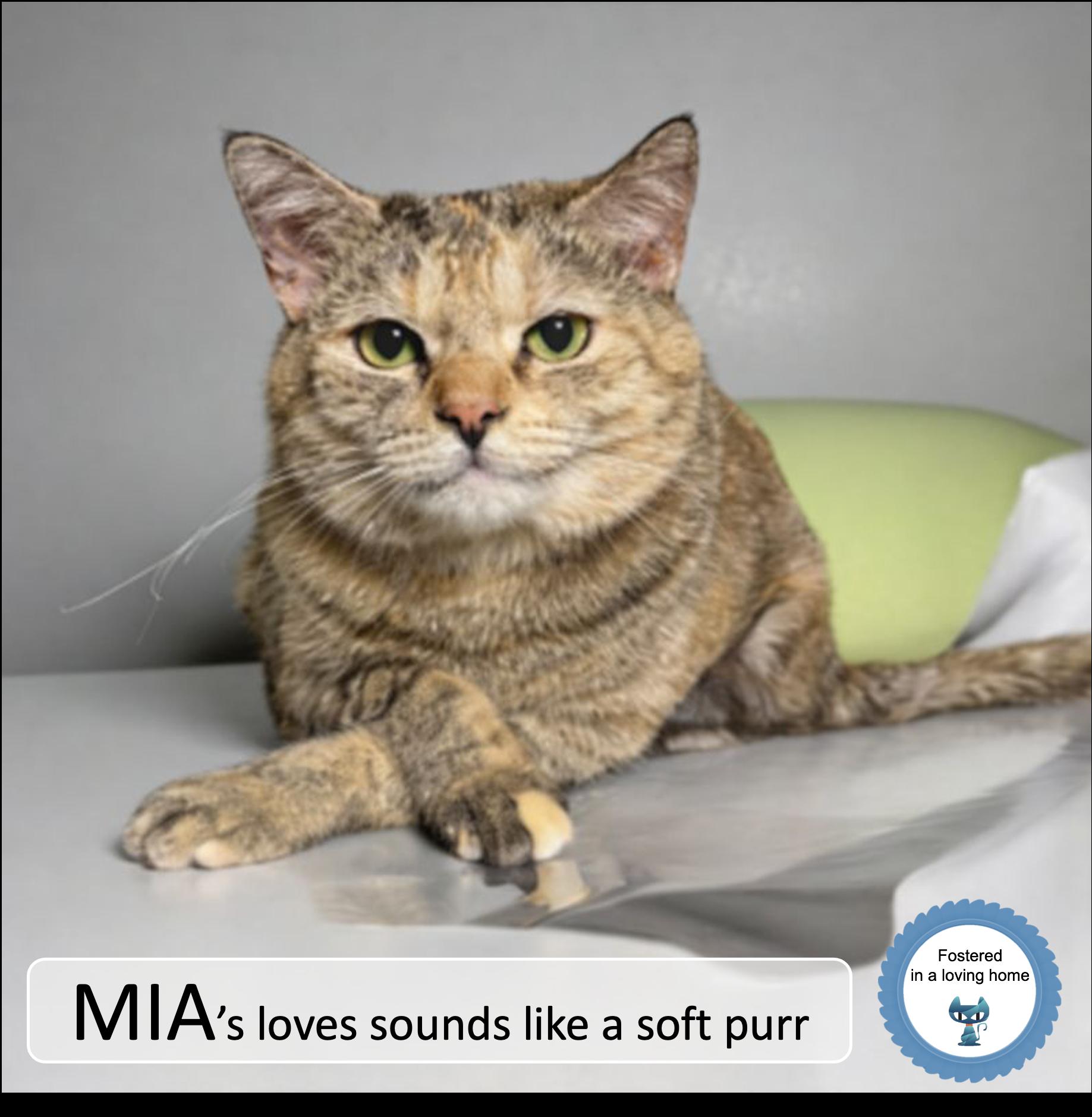 Enlarge Mia, a ADOPTABLE Tortoiseshell in Cincinnati, OH image 1/1