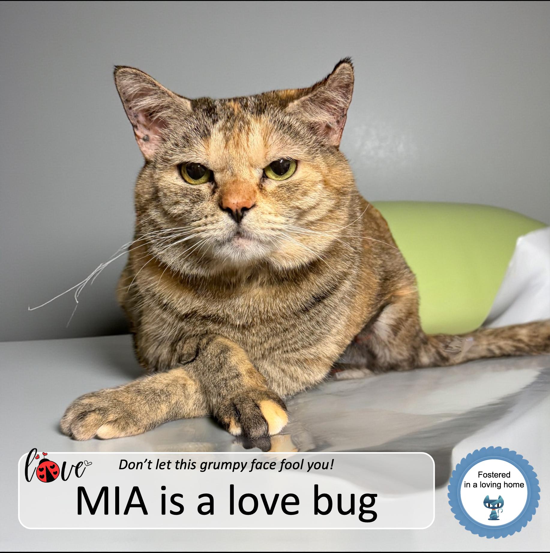 Enlarge Mia, a ADOPTABLE Tortoiseshell in Cincinnati, OH image 1/1