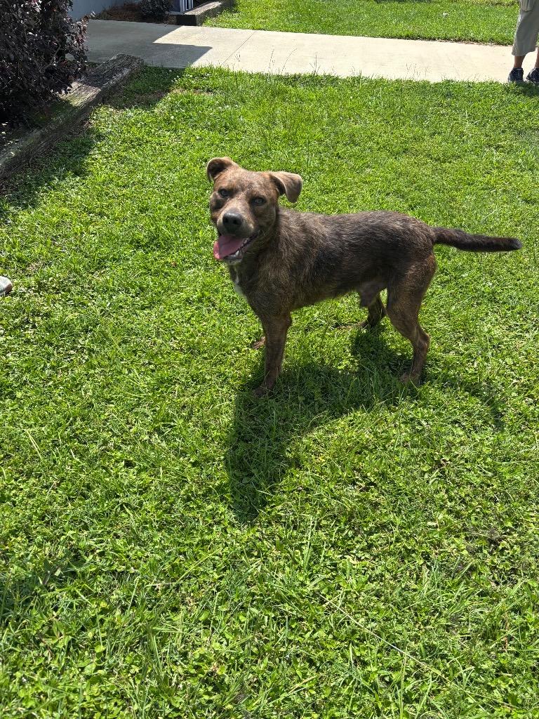 Smokey, Adoptable, Young Male Terrier & Mixed Breed.