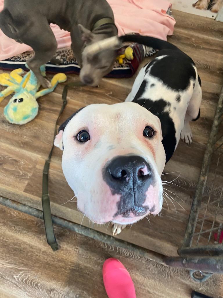 D.O.G, Adoptable, Adult Male Pit Bull Terrier.