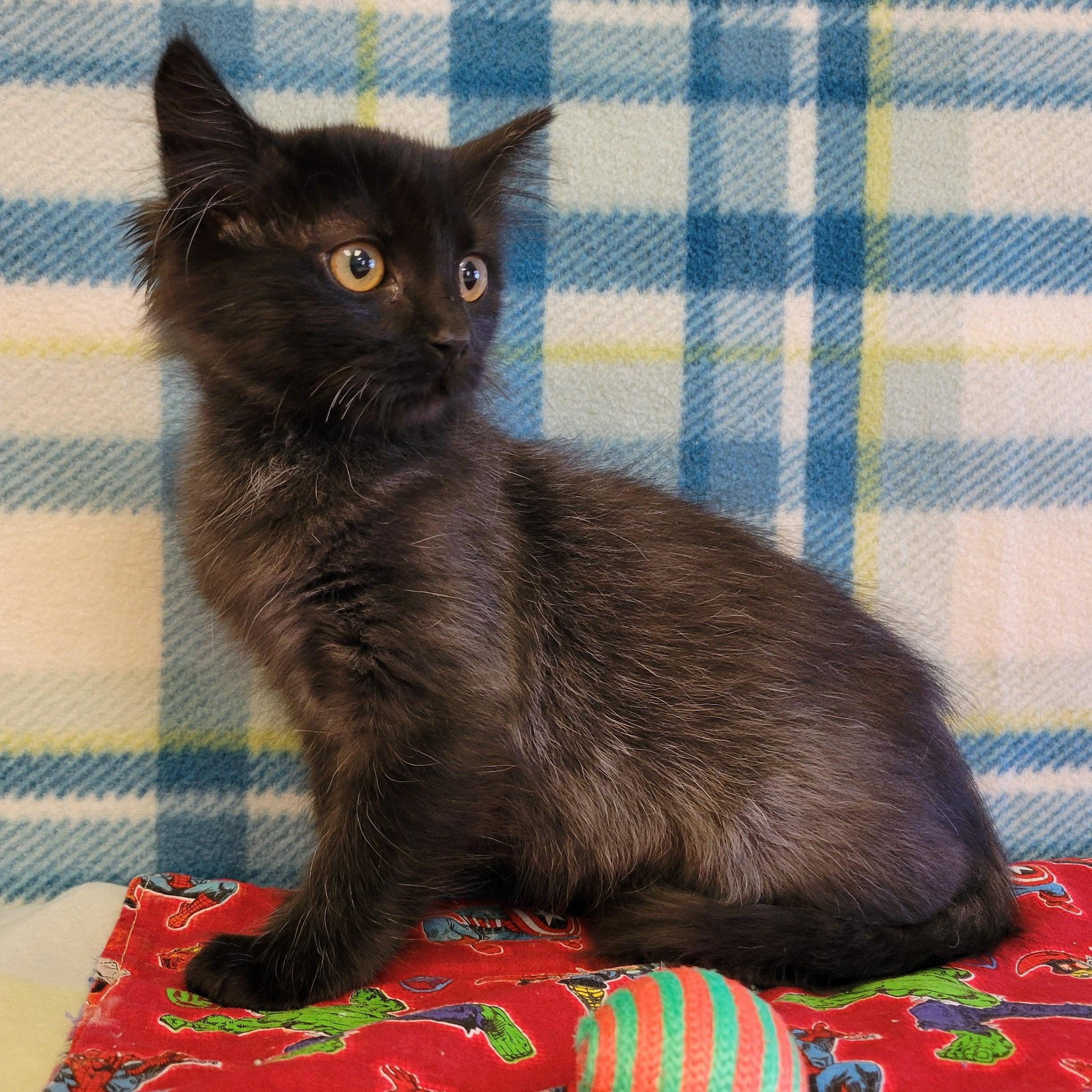 Enlarge Faye, a ADOPTABLE mixed breed in ALPINE, TX image 3/4