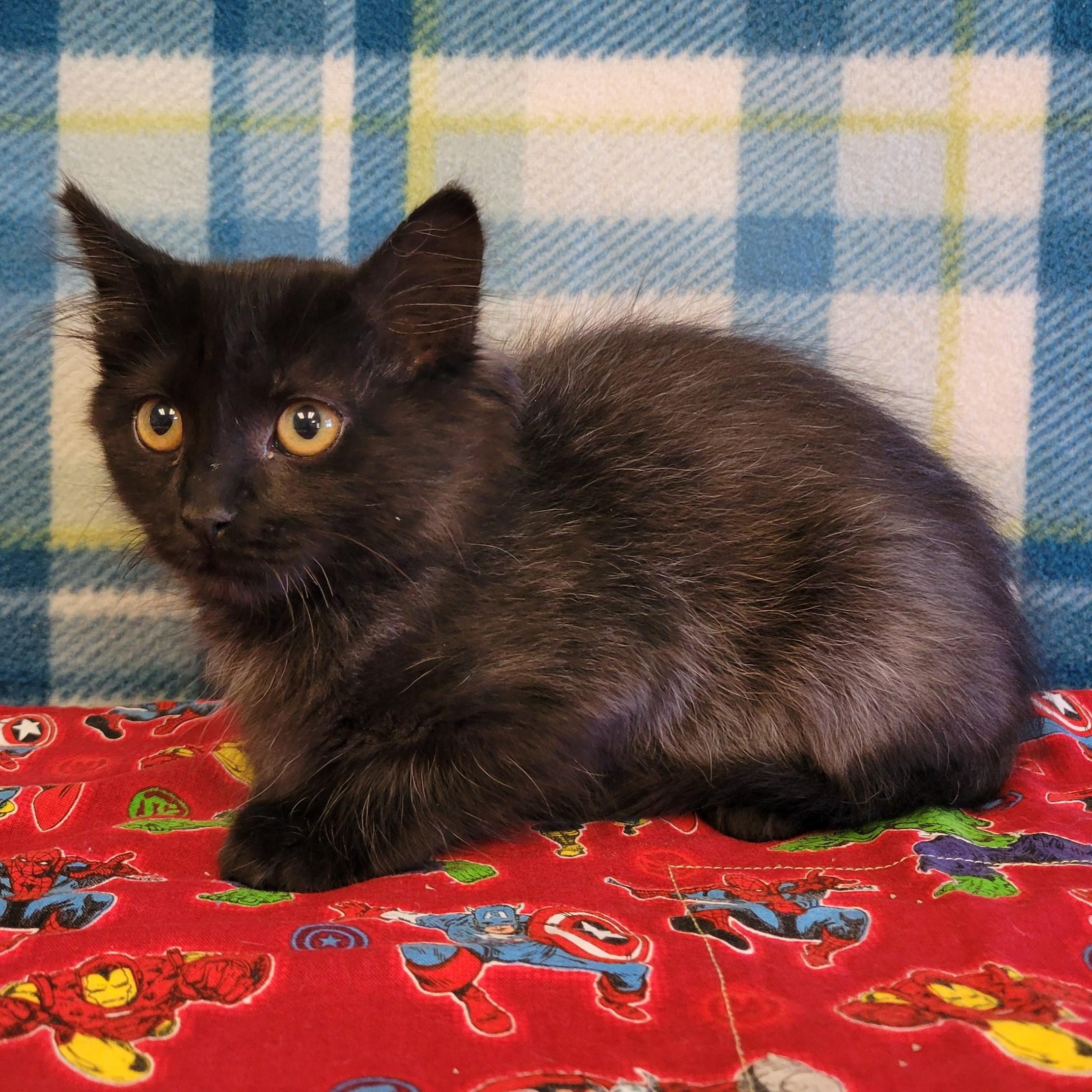 Enlarge Faye, a ADOPTABLE mixed breed in ALPINE, TX image 4/4