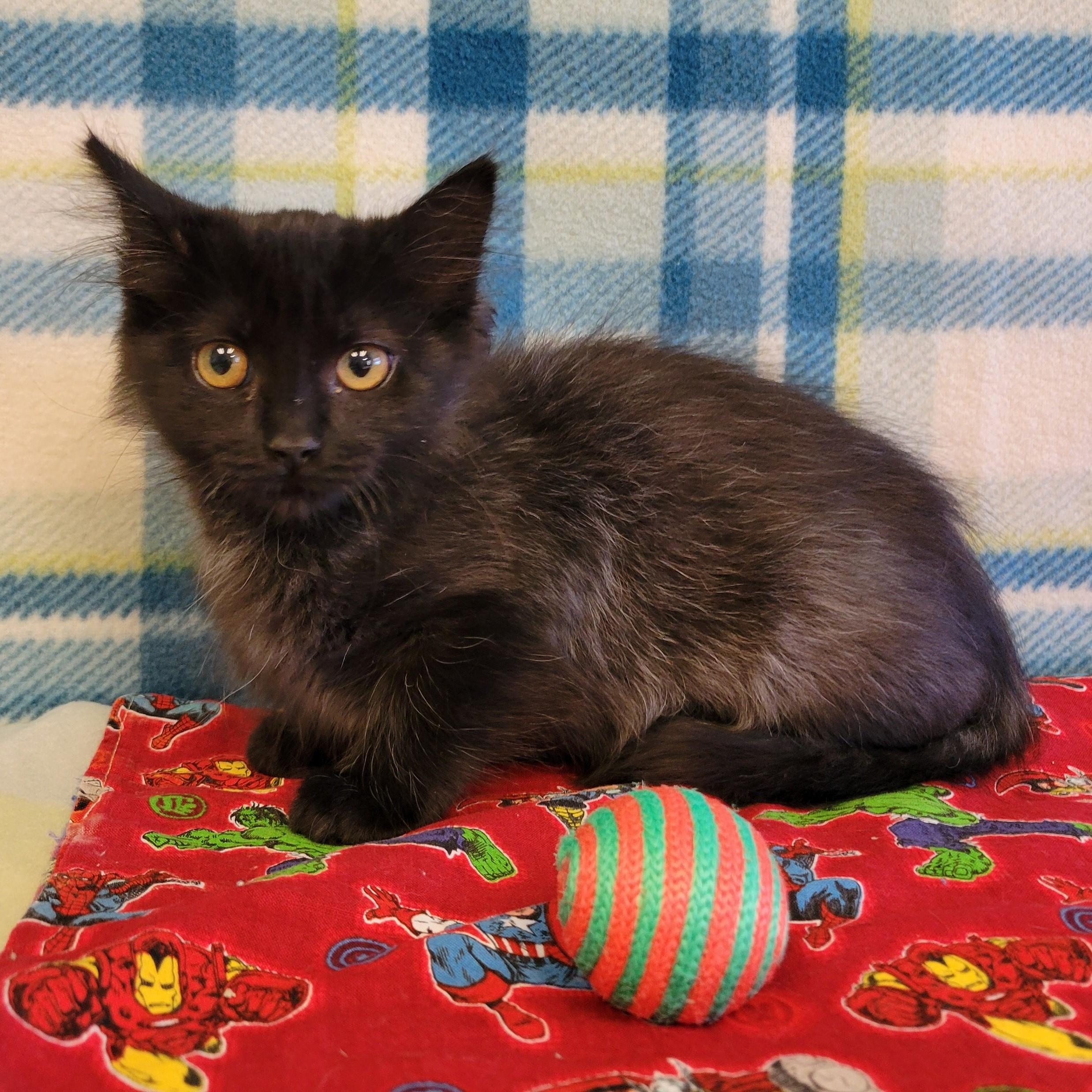 Enlarge Faye, a ADOPTABLE mixed breed in ALPINE, TX image 2/4