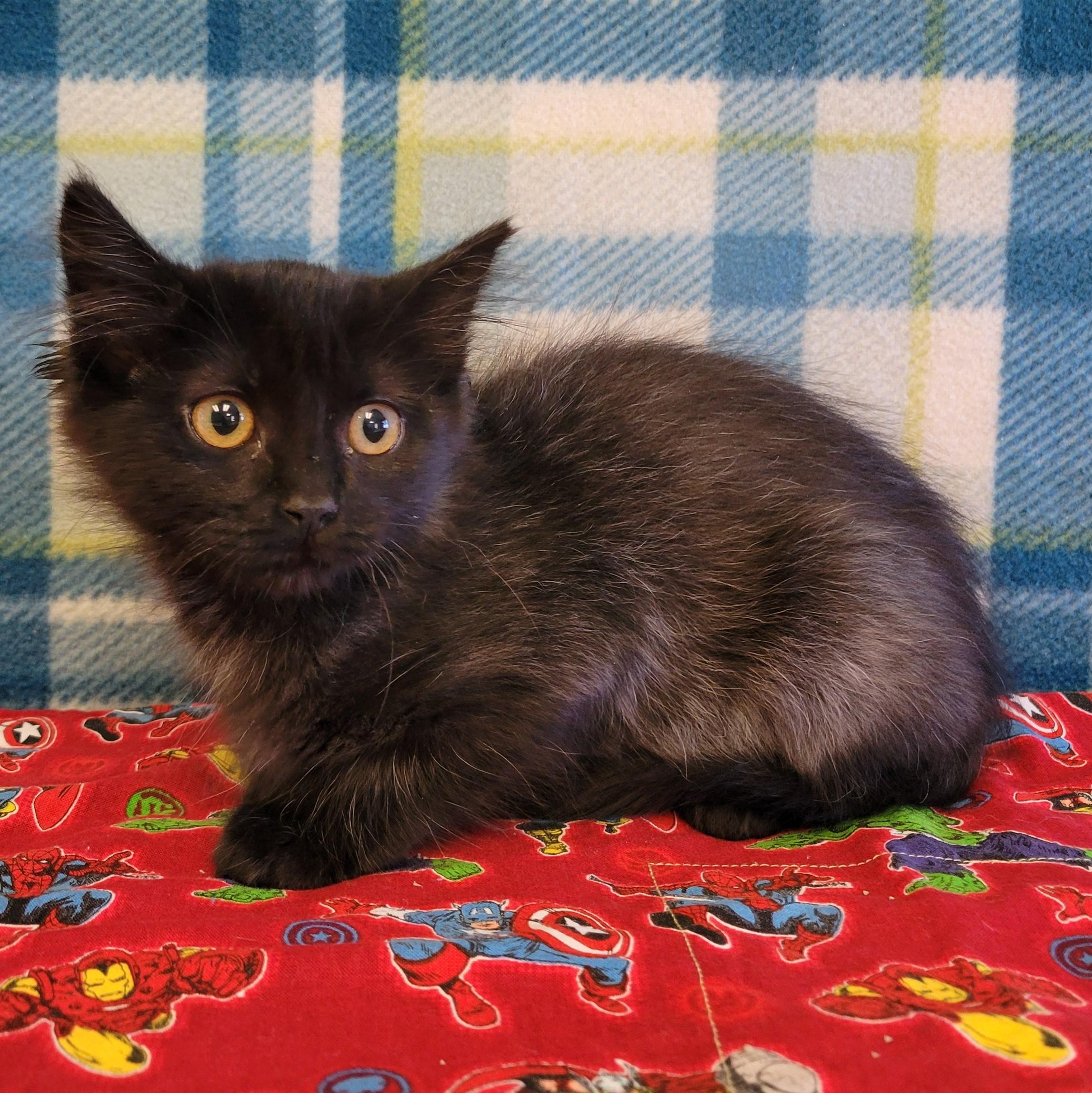 Faye, ADOPTABLE, Young Female Domestic Medium Hair.