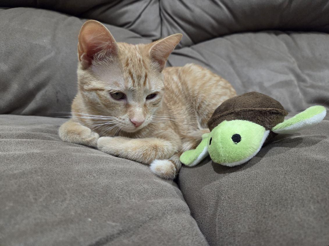 Enlarge Foxy, a Adoptable Domestic Short Hair in Brooklyn, NY image 5/5